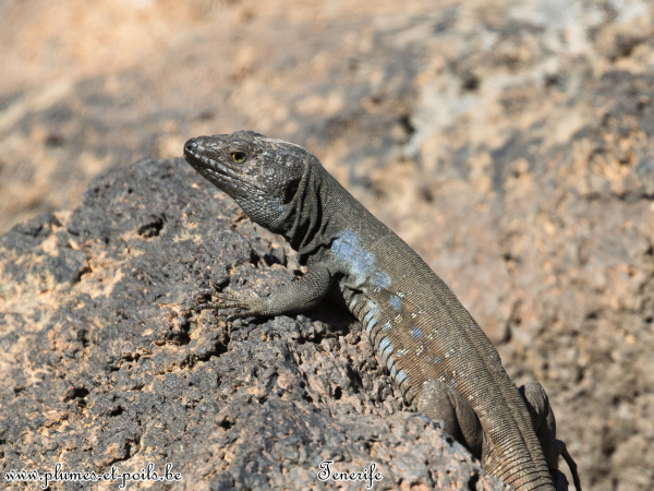 Lézard des Canaries